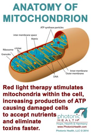 mitochondrion