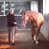 shoulder-in-groundwork