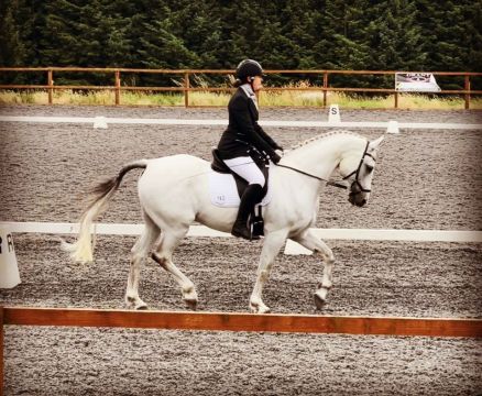 Flint Dressage